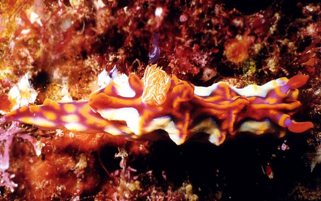 Ceratosoma magnificum